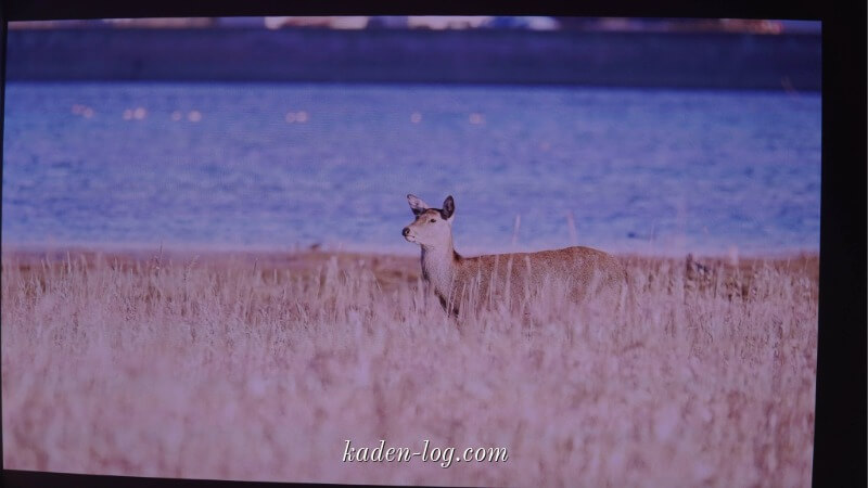 映画の世界にどっぷりと没入できる幸せを楽しめる